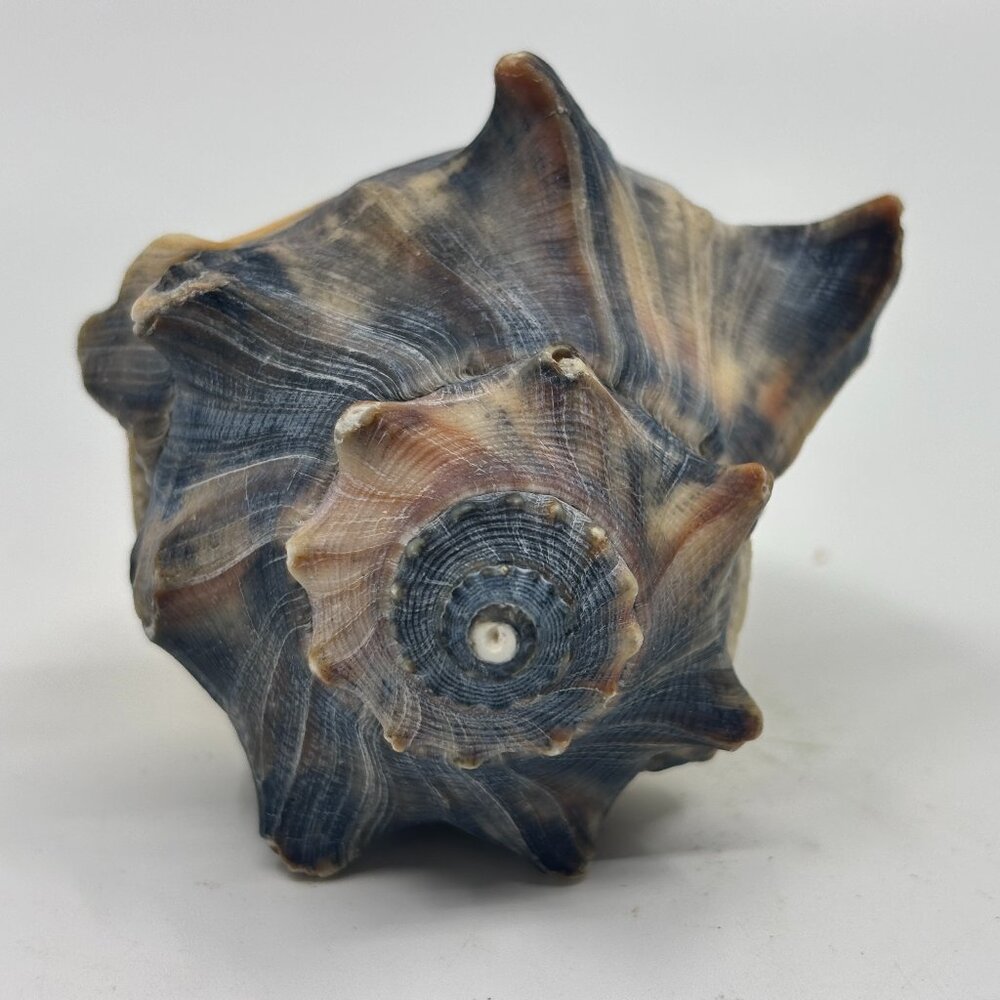 Knobbed  Whelk Conch Seashell
